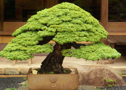 eine sehr , sehr alte Pinus parviflora ...Mädchenkiefer