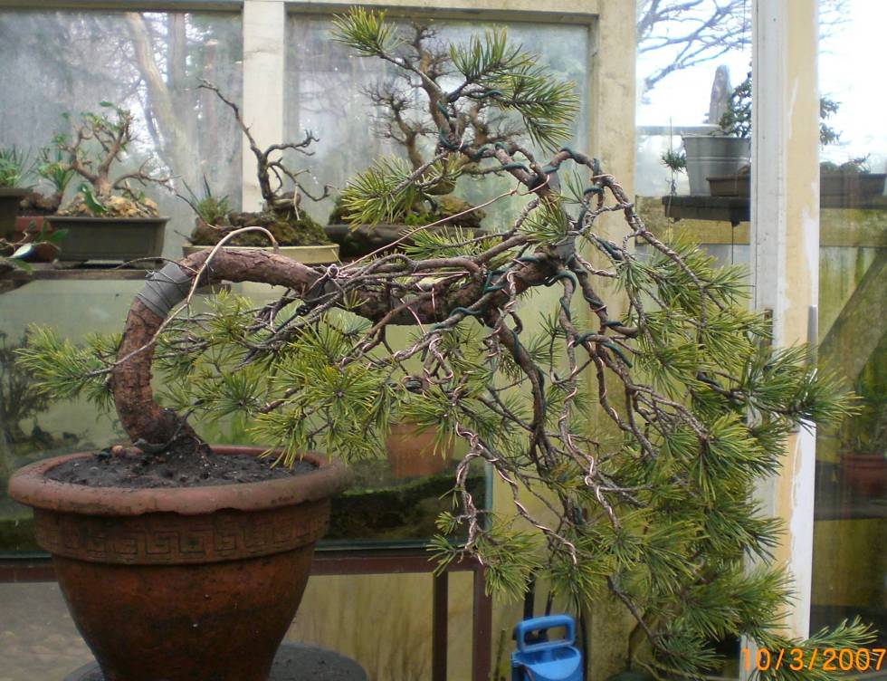 direkt nach dem Yamadori gestaltet ...