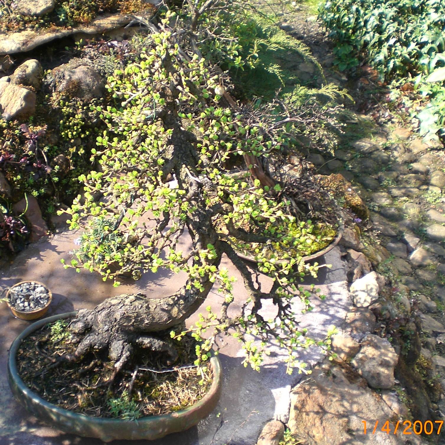 Larix europaea, ca. 85 Jahre alt, Yamadori -Südtirol