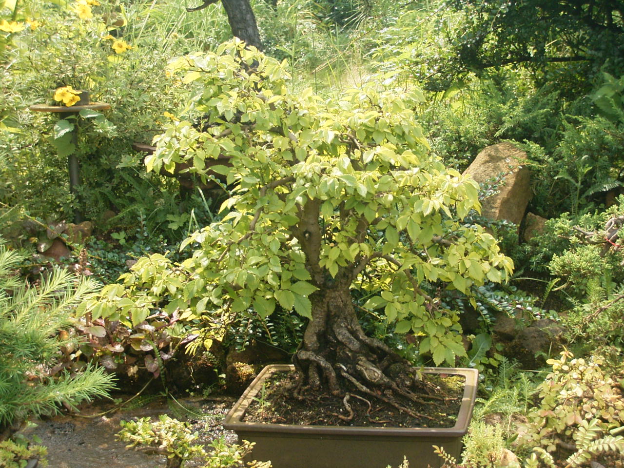 Ulmus glabra, Feldulme ca. 60 Jahre alt