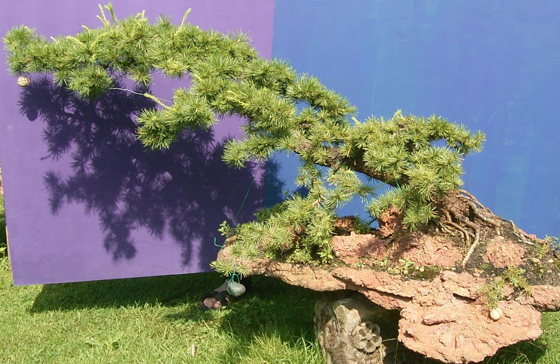 Larix japonica, ca. 40 Jahre alt, windgepeitschte Form