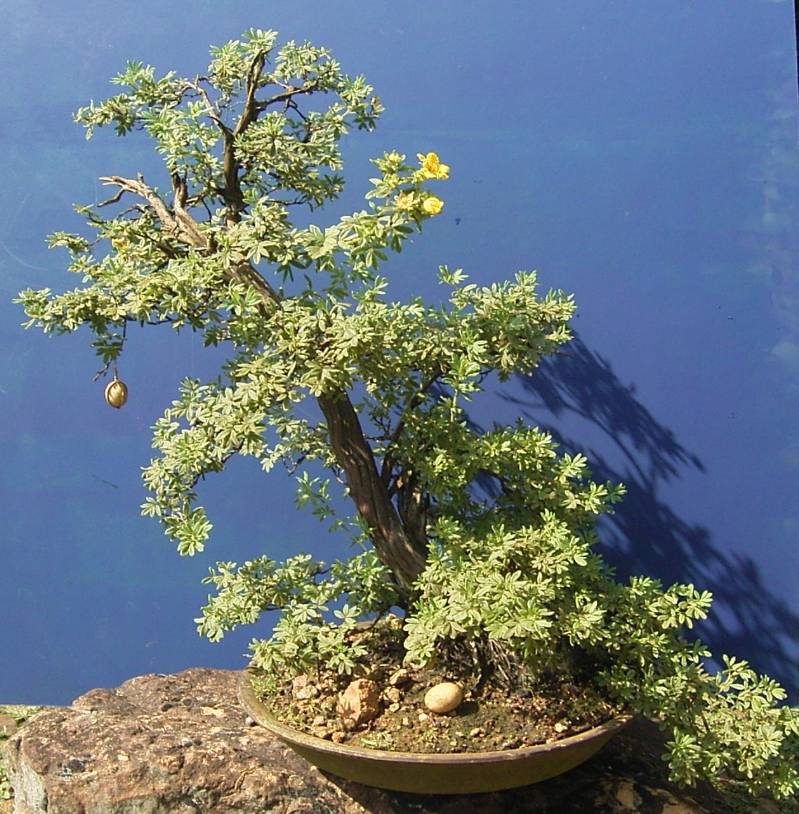 Potentilla ssp. Fingerstrauch ca. 30 Jahre alt