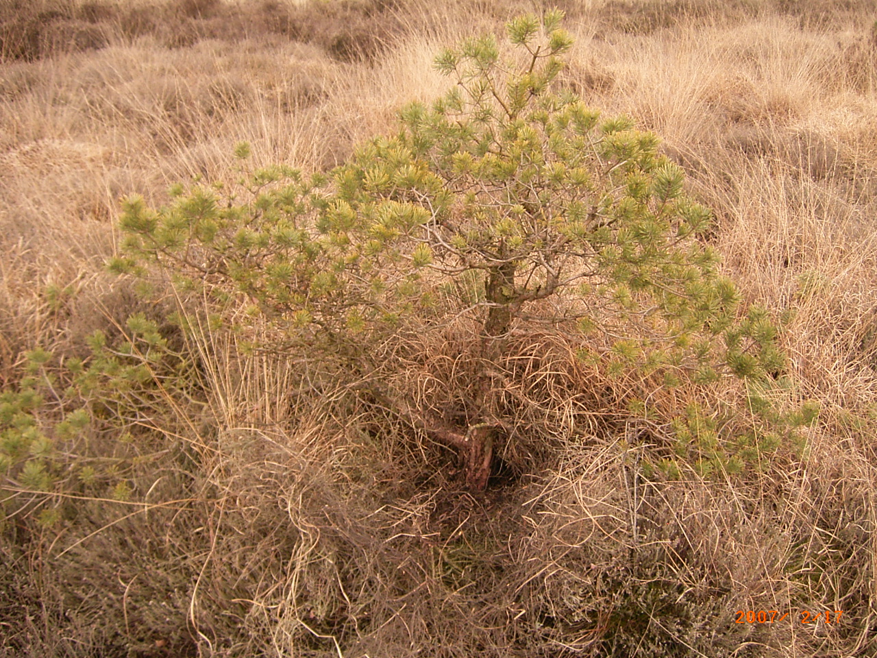 Kiefer in einer Moorlandschaft...ca.50 Jahre alt