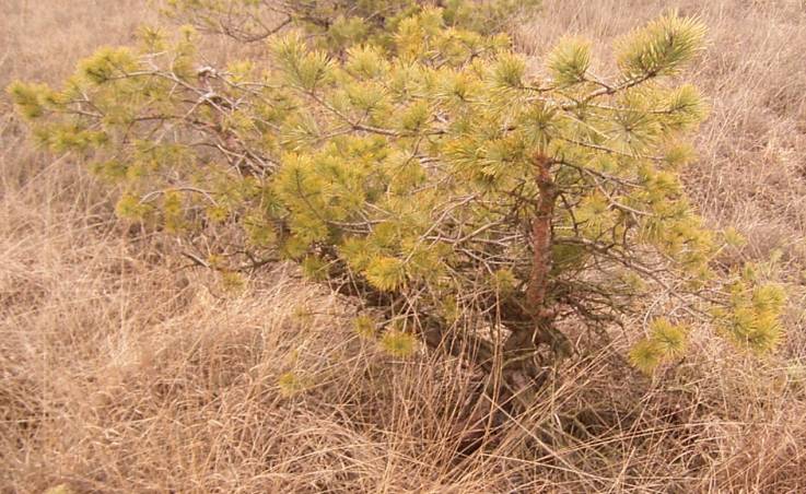 ca.60 Jahre alter Kiefernyamadori