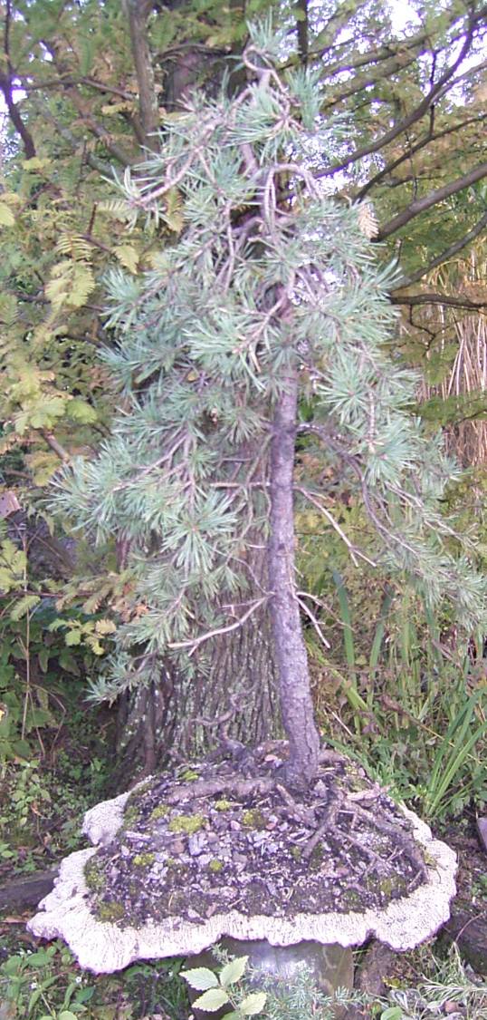 eine ca.30 Jahre alte Kiefer auf dem Weg zum Solitär...