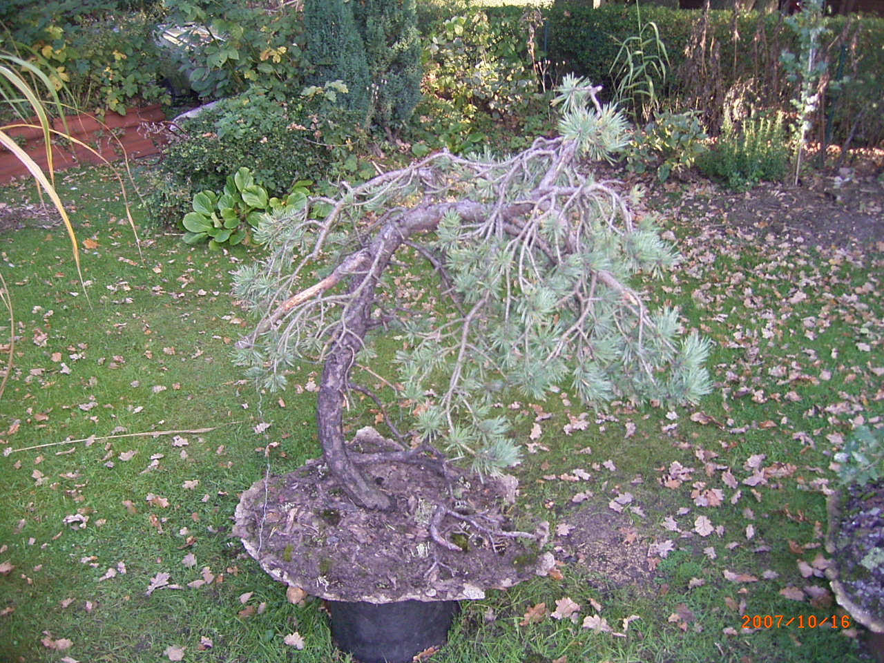 Eine frische Yamadorikiefer ...daraus wir mal was schönes...