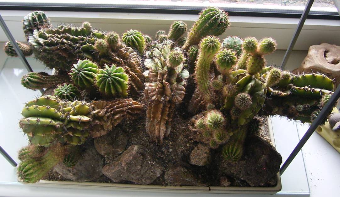 Eine wunderschöne Kakteenlandschaft