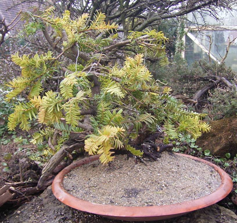 nachdem die Jin-und Scharibereiche bearbeitet werden, hat der Baum einen wieteren, schönen Ausdruck