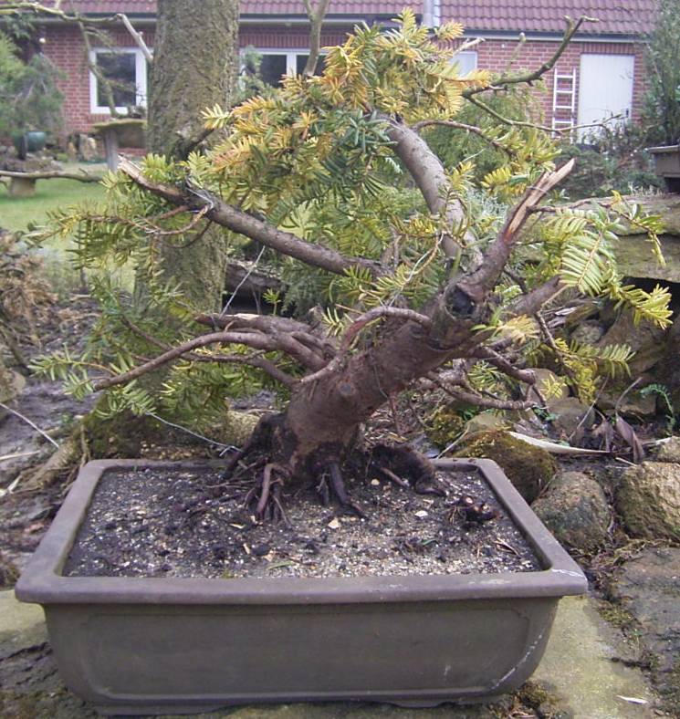 Hier müssen auch noch , nach dem Anwachsen, die Jin-und Schariberreiche bearbeitet werden...