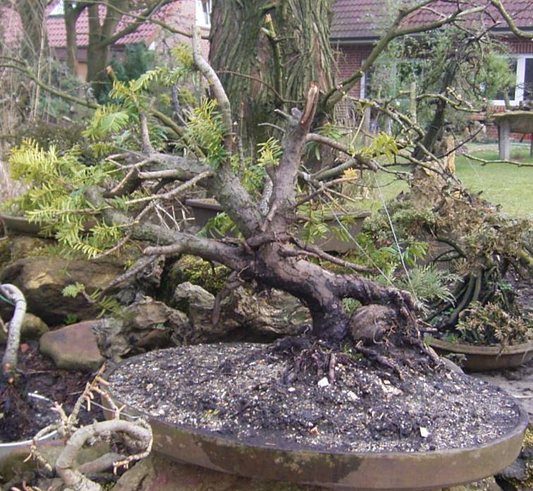 ca. 20 Jahre alte Eibe...Taxus baccata