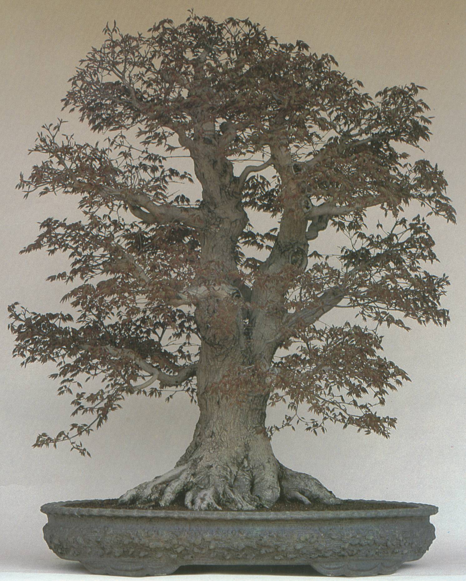 Ein sehr harmonisch ausgearbeitetes Bild eines alten Ahorn