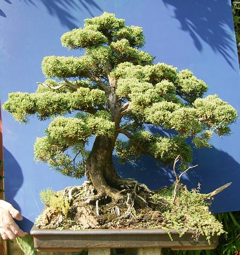 Ein ca. 60 Jahre alter Juniperus chinensis var. blaaws