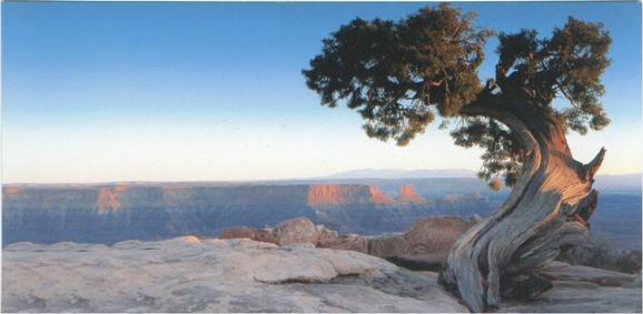 gran canyon un ein alter Juniperus 