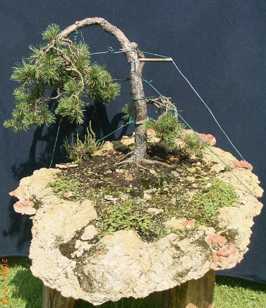 Pinus sylvestris ca. 50 Jahre alt.