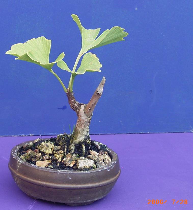 Ginkyo biloba ca. 8 Jahre alter " Mame"