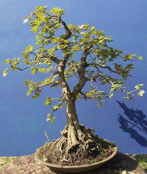 Acer campestre ca. 45 Jahre alt.