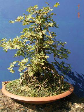 Acer campestre ca. 50 Jahre alt Yamadori