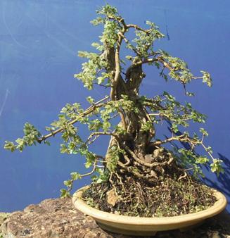 Acer campestre ca. 55 Jahre alt Yamadori