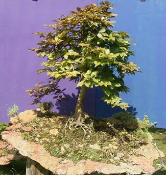 Fagus sylvatica ssp. ca. 50 Jahre alt.