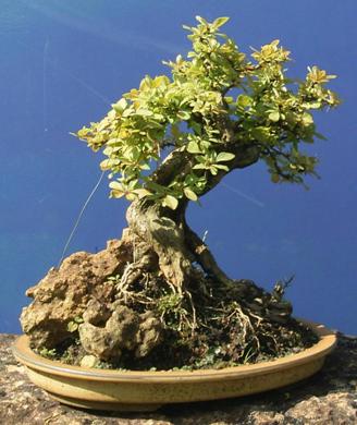 Berberis ssp. ca. 30 Jahre alt  Gartenyamadori 