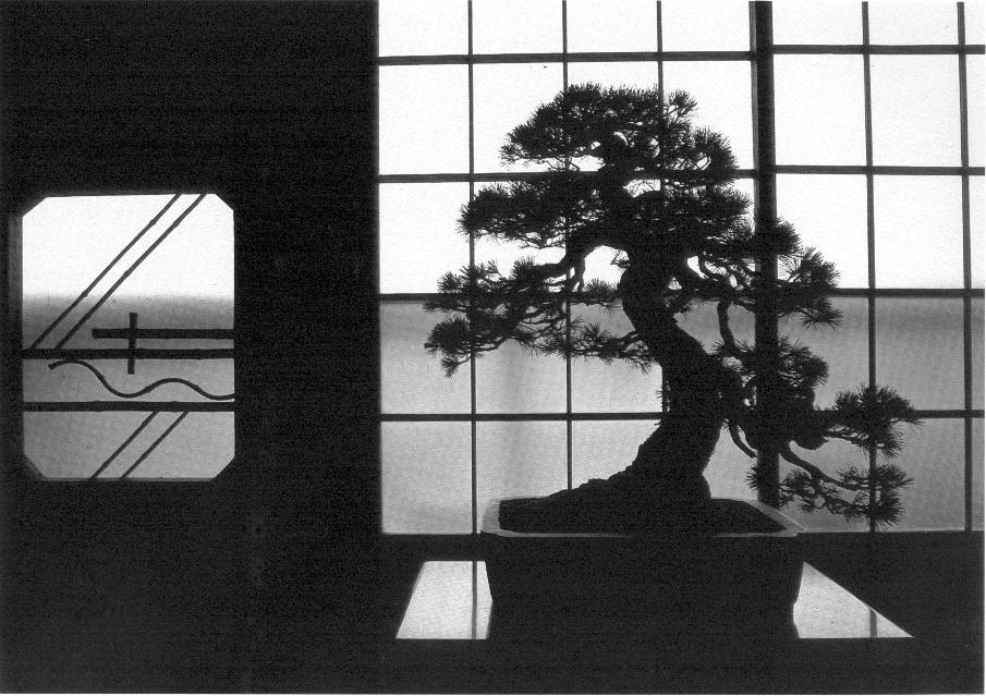 Hier wird die Abbildung von Naturkunst selbst zur Bildskulptur