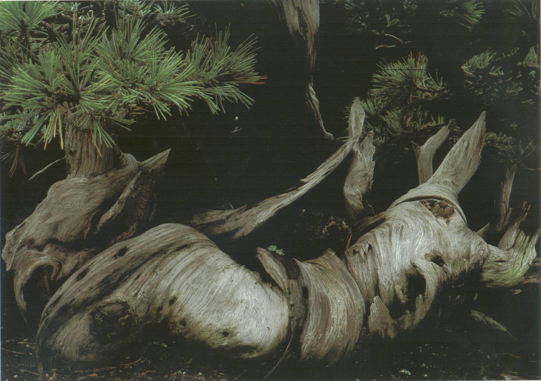 Totholzberreich mit besonderer Ästhetik