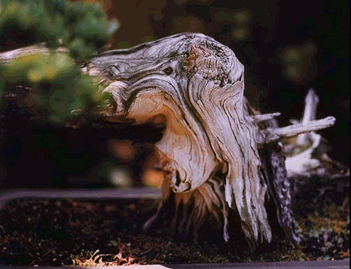 Totholzberreich(Schari)bei einem alten Yamadori