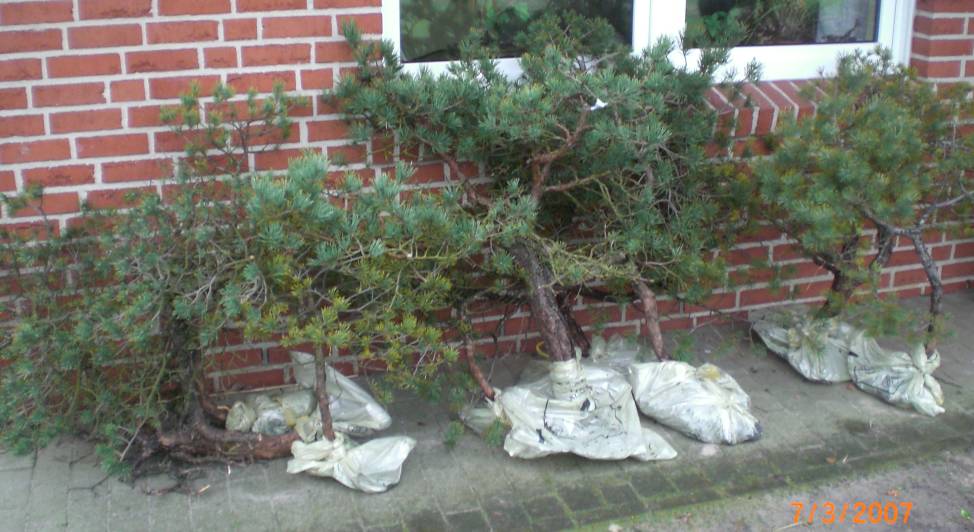 viele , alte Kiefern aus einem Moorgebiet...Yamadorimaterial