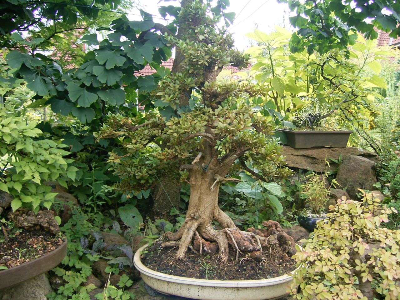 Buxus ssp. ca.80 Jahre alt.