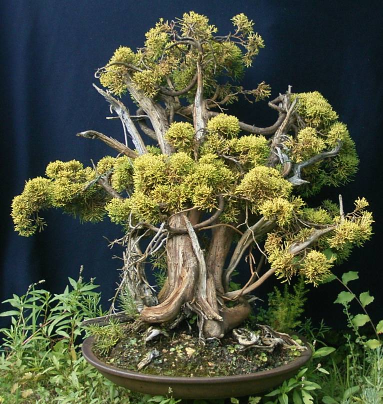 Juniperus chinensis ssp. ca. 90 Jahre alt. Yamadori