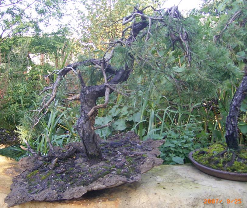 Vielleicht schafft er es ...und wird zu einer beeindruckenden Kiefer