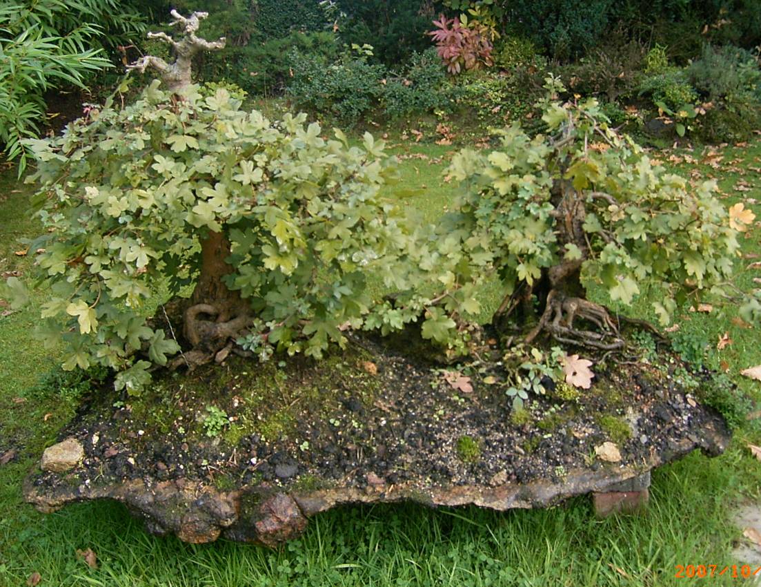 acer campestre auf steinplatte