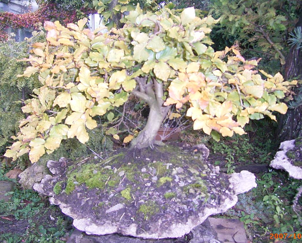 die Buche 3 Jahre in Gestaltung im Herbst ...