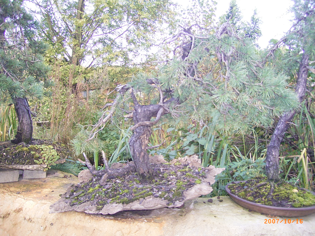 Eine ca. 60 Jahre alte Yamadorikiefer, erst in diesem Jahr gesammelt und auf die Steinschale gesetzt