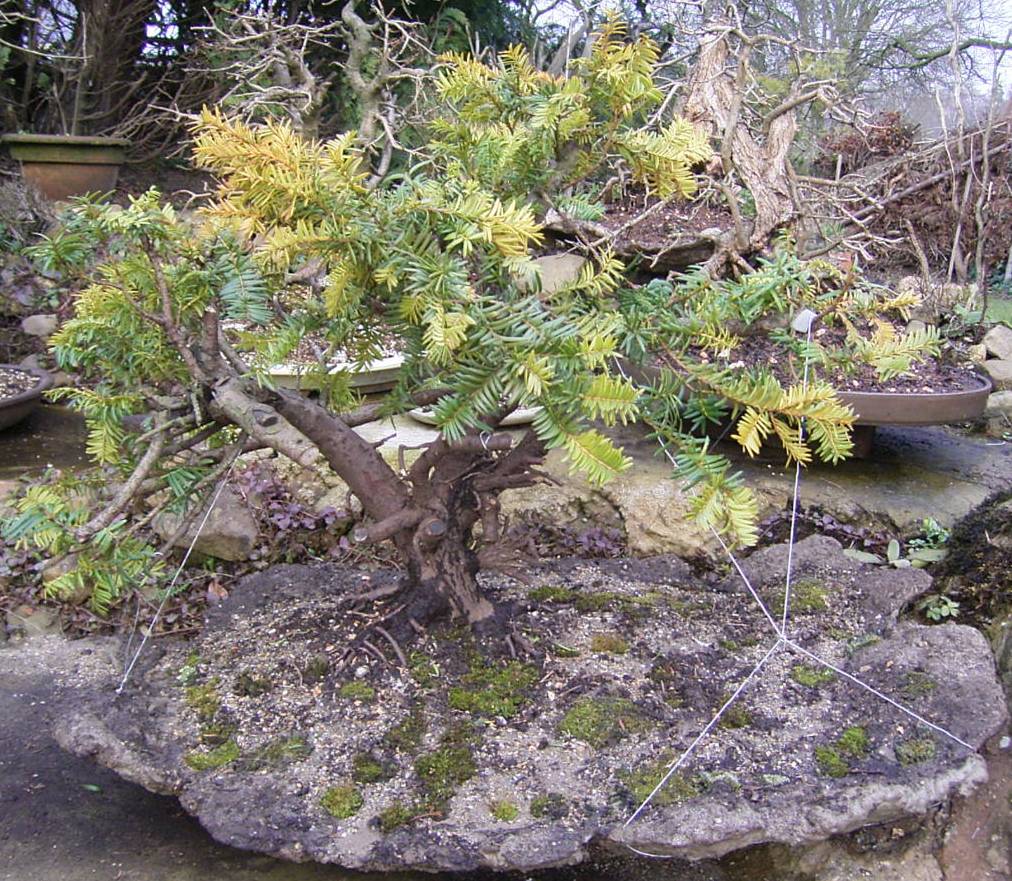 ca.25 Jahre alte Taxus baccata