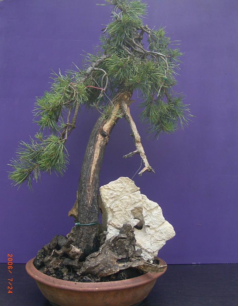 Pinus sylvestris ca. 50 Jahre alt. Yamadori