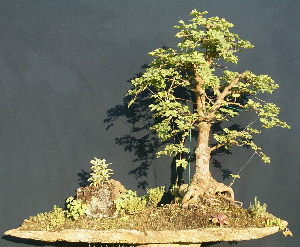 Acer campestre ca. 50 Jahre alt