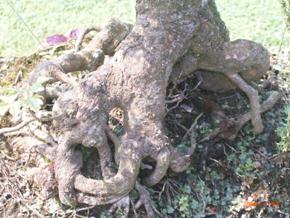 ausgepägtes Nebari bei einem Acer campestre s.o.