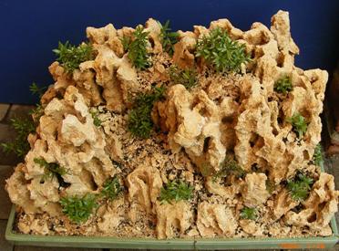 Myrthenfelsenpflanzung "Calanches" Korsikaerinnerung