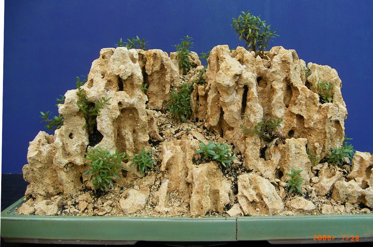 Myrtis communis Felsenpflanzung