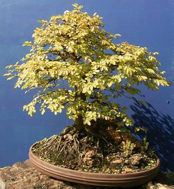Ulmus parviflora , chinesische Ulme ca. 35 Jahre alt.