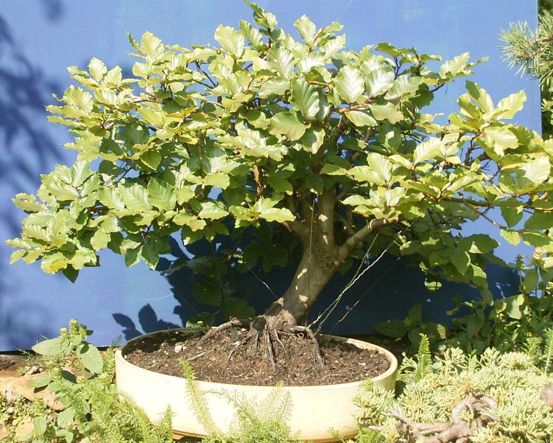 Fagus sylvatica, Yamadori ca. 50 Jahe alt.