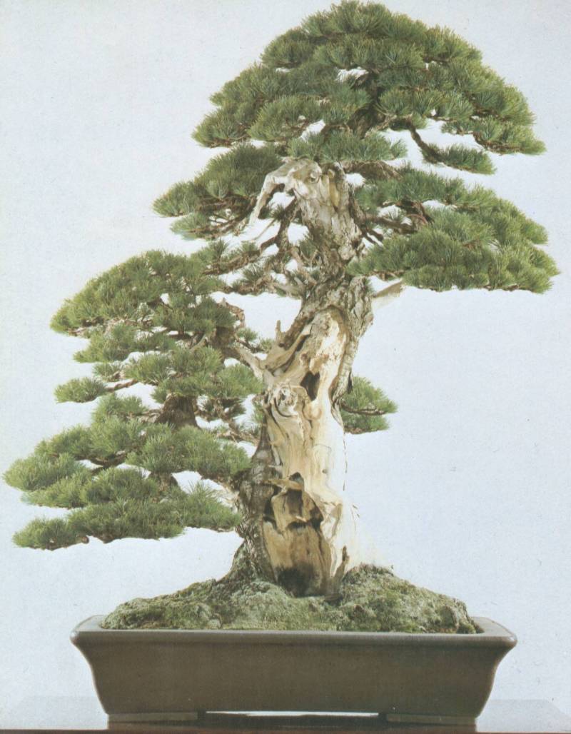 Sehr alte Mädchenkiefer ca.180 Jahre alt