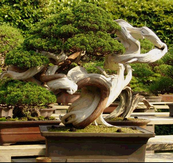 Ein sehr , sehr alter Juniperus, als Yamadoripflanze durch enen Meister zur Perfektion gearbeitet