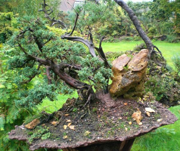 Juniperus nach dem Umpflanzen hat sich stabilisiert...