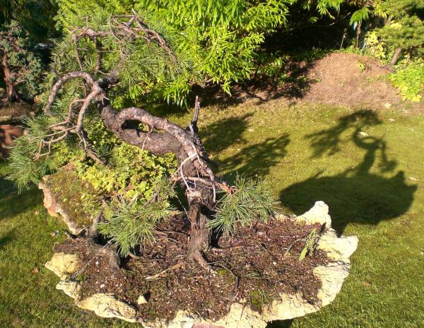 Pinus nach dem vorläufigen Drahten mit Schattenbild...