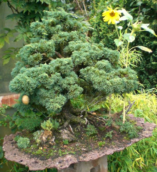 Juniperus mit Sonnenblume ...