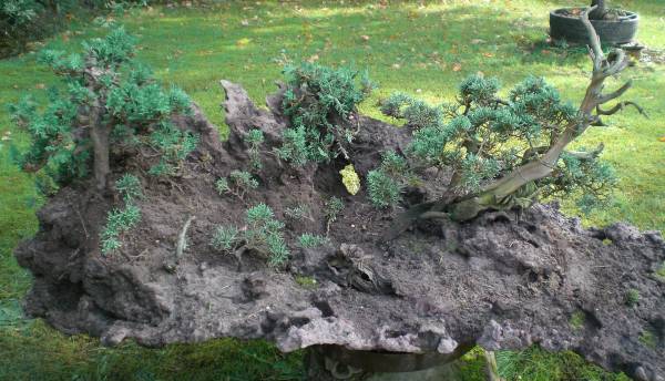 eine noch nicht abgeschlossene juniperus chinensis var. blaaws felsenlandschaft auf einer neuen felsenschale ...