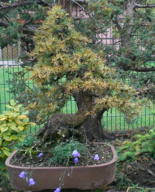 Auch meine älteste Larix geht in die Ruhephase über...aber die Campanula blühen noch ...