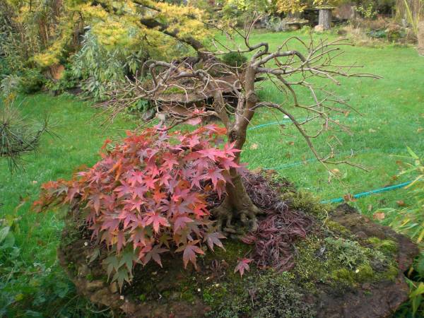 Acer palmatum disektum viridis atropurpureum mit zwei Laubformen